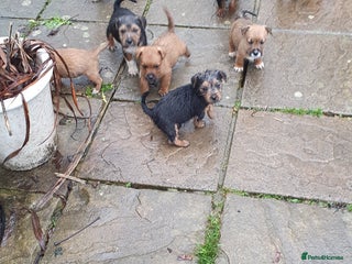 Mixed Breed dogs Gorgeous terrier puppies! - Advert 1