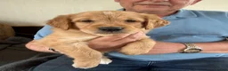 Golden Retriever dogs for sale: Stunning golden retriever puppies  - Advert 6