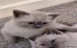 Ragdoll cats for sale: Blue seal point Ragdoll kittens  - Advert 2