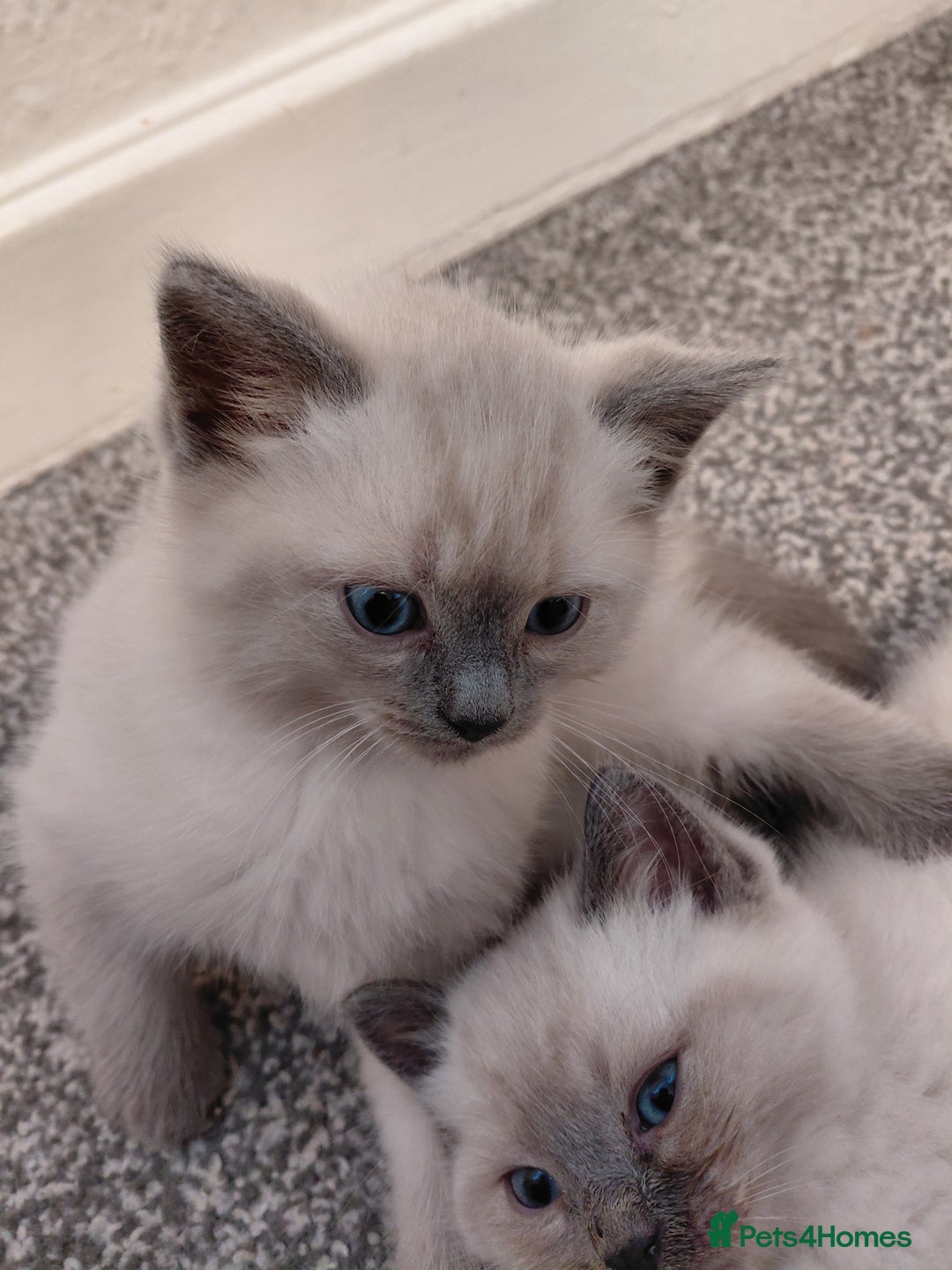 Ragdoll cats for sale: Blue seal point Ragdoll kittens  - Advert 2