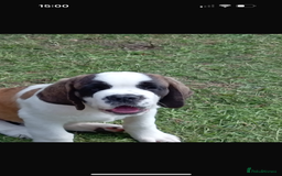 Saint Bernard dogs for sale: Smooth male puppy  - Image 1