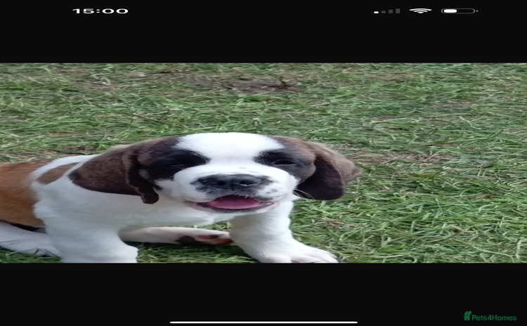 Saint Bernard dogs - Advert 1