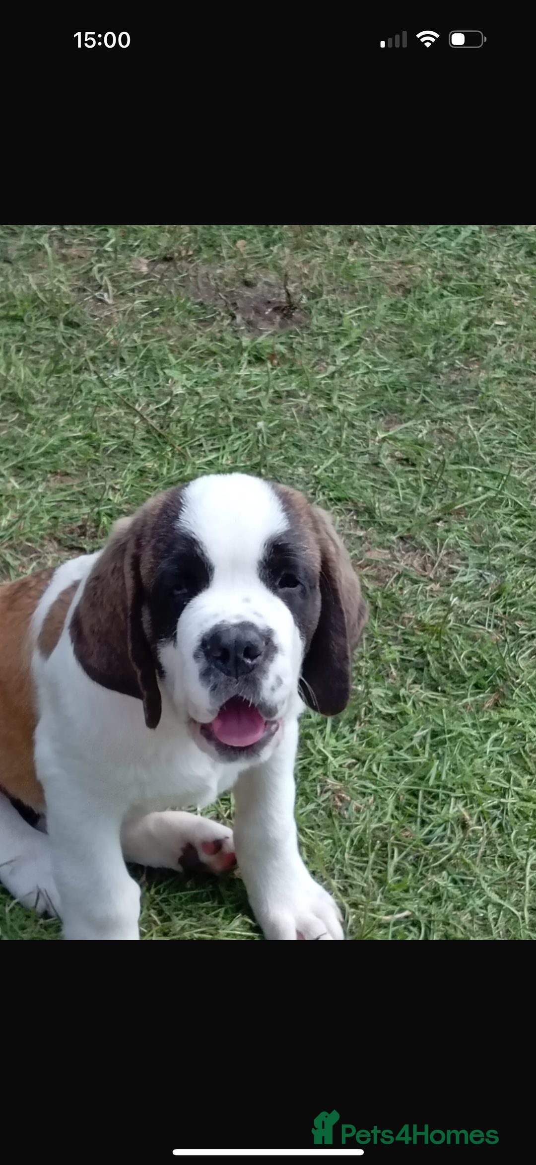 Saint Bernard dogs for sale: Smooth male puppy  - Image 1