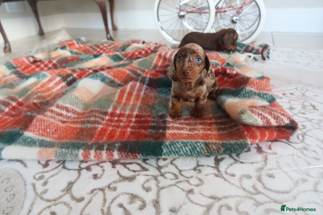 Dachshund dogs for sale: Dachshund puppy’s  - Advert 4
