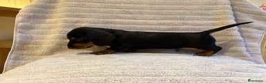 Miniature Dachshund Puppy 3