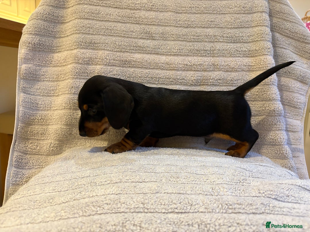 Miniature Dachshund dogs for sale: 🐾MINIATURE SMOOTH HAIRED DACHSHUND PUPPIES🐾 - Advert 11