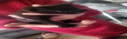 Mixed Breed cats for sale: 3 kittens available  - Advert 15