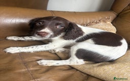Sprocker dogs for sale: 3 beautiful sprocker pups left - Image 13