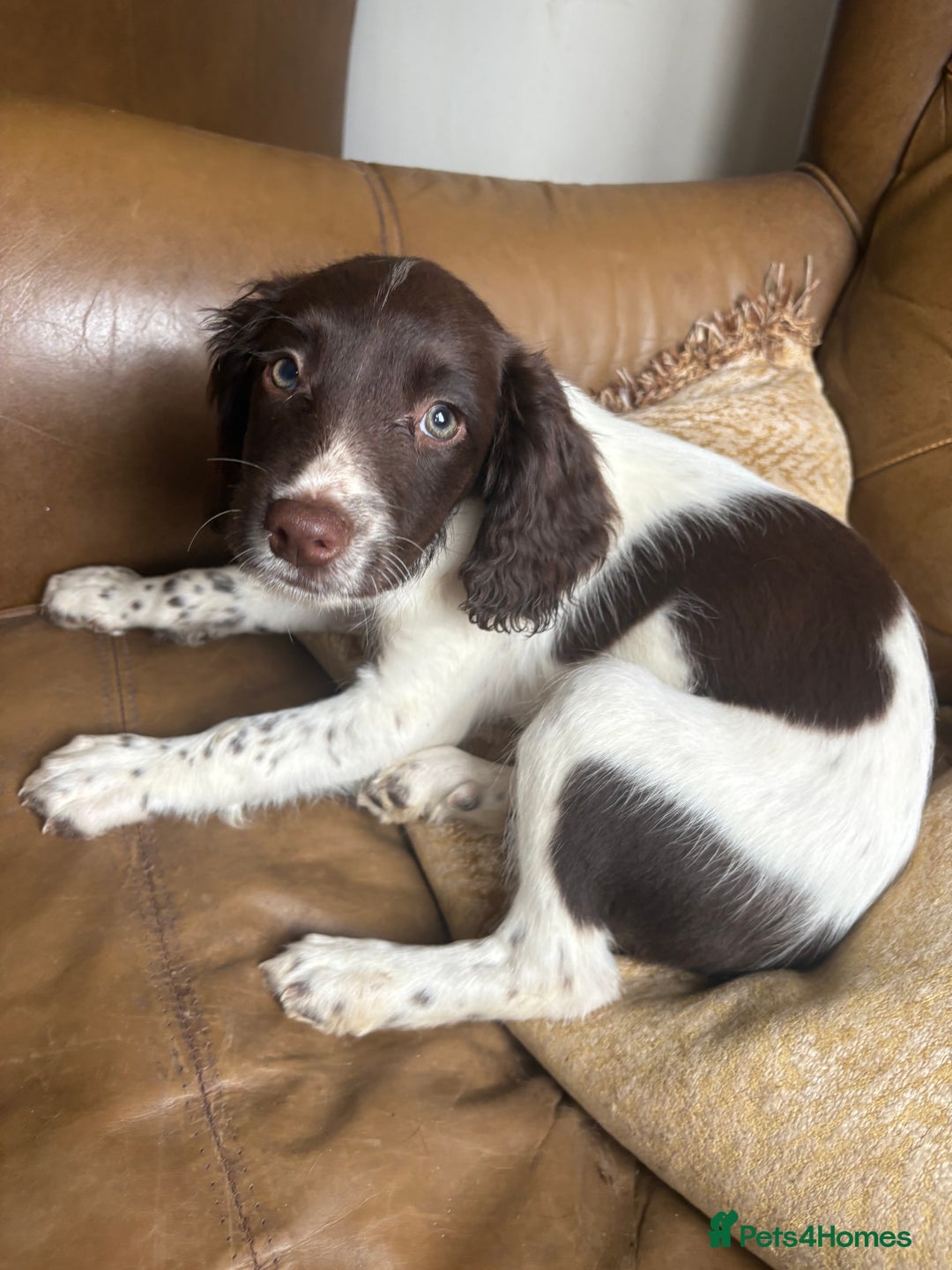 Sprocker dogs for sale: 3 beautiful sprocker pups left - Image 13