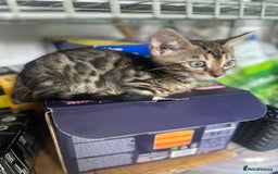 Bengal cats for sale: Stunning Bengal kittens - Image 19