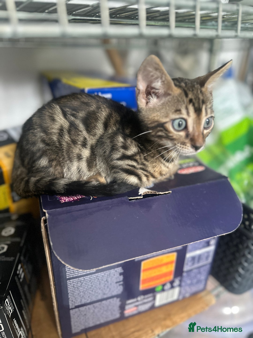 Bengal cats for sale: Stunning Bengal kittens - Image 19