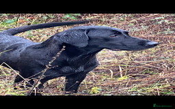 Labrador Retriever dogs for sale: KC registered Working Labrador Pups - Image 5