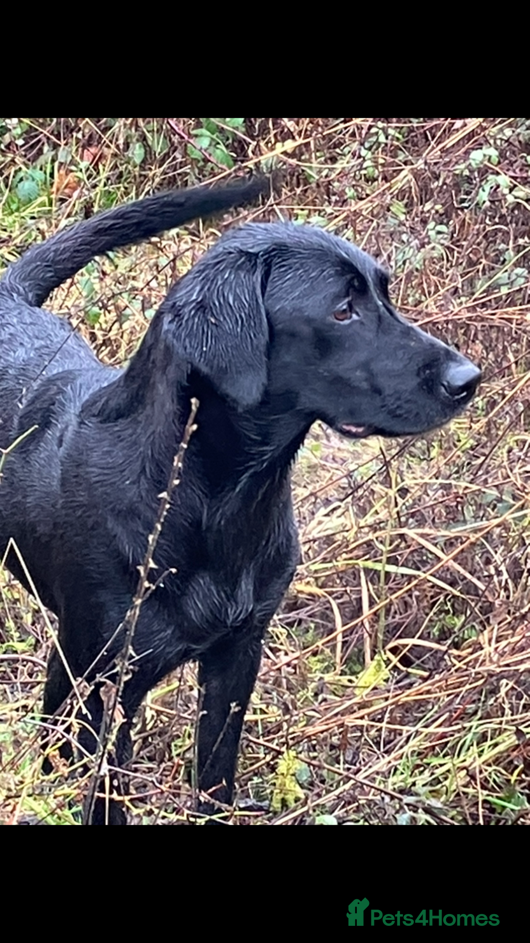 Labrador Retriever dogs for sale: KC registered Working Labrador Pups - Image 5
