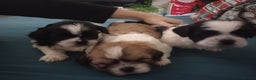 Shih Tzu dogs for sale: Adorable shih-tzu puppies - Advert 6