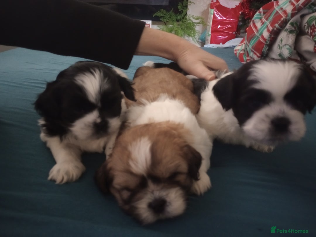 Shih Tzu dogs for sale: Adorable shih-tzu puppies - Advert 6