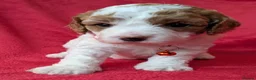 Cavapoo dogs for sale: Adorable Cavapoo Puppies From Licensed Breeder - Advert 27