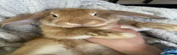 Mini Lop rabbits for sale: Beautiful mini lop bunnies ❤️ - Advert 7