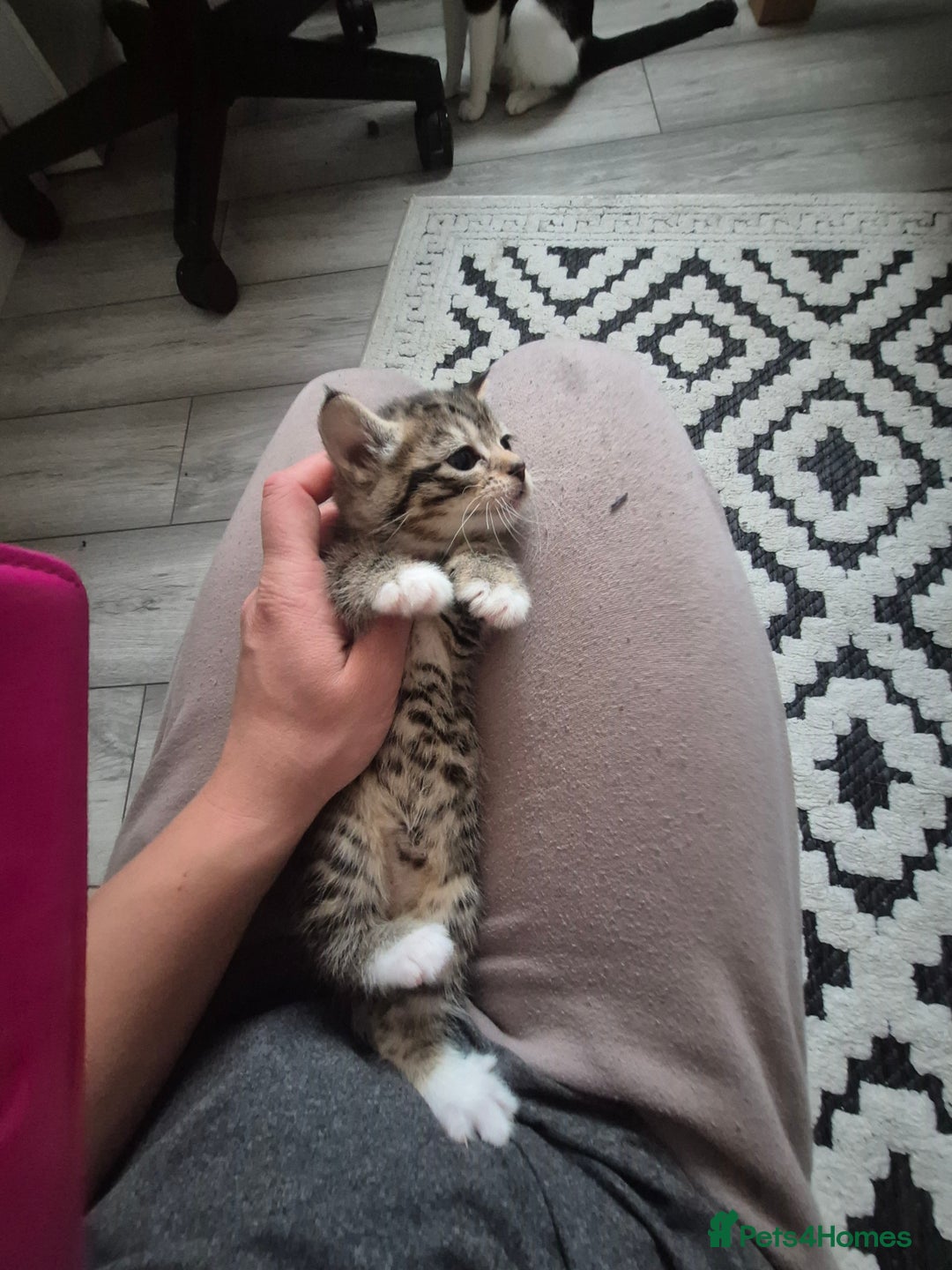 Mixed Breed cats for sale: Sweet kittens - Image 7