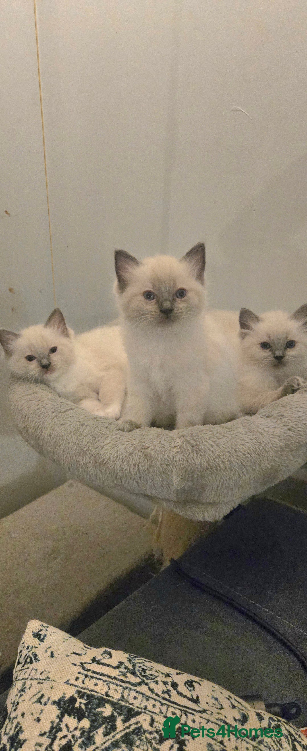 Ragdoll cats for sale: Pedigree Quality Ragdolls. - Advert 1