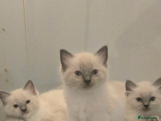 Ragdoll cats Pedigree Quality Ragdolls. - Advert 1