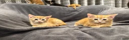 Mixed Breed cats for sale: READY NOW Boys and Girls available  - Advert 4