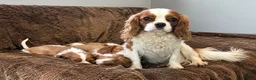 Cavalier King Charles Spaniel dogs for sale: Beautiful Cavalier King Charles Spaniel puppies - Advert 21