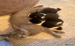 British Shorthair cats for sale: Half British shorthair kittens - Image 8
