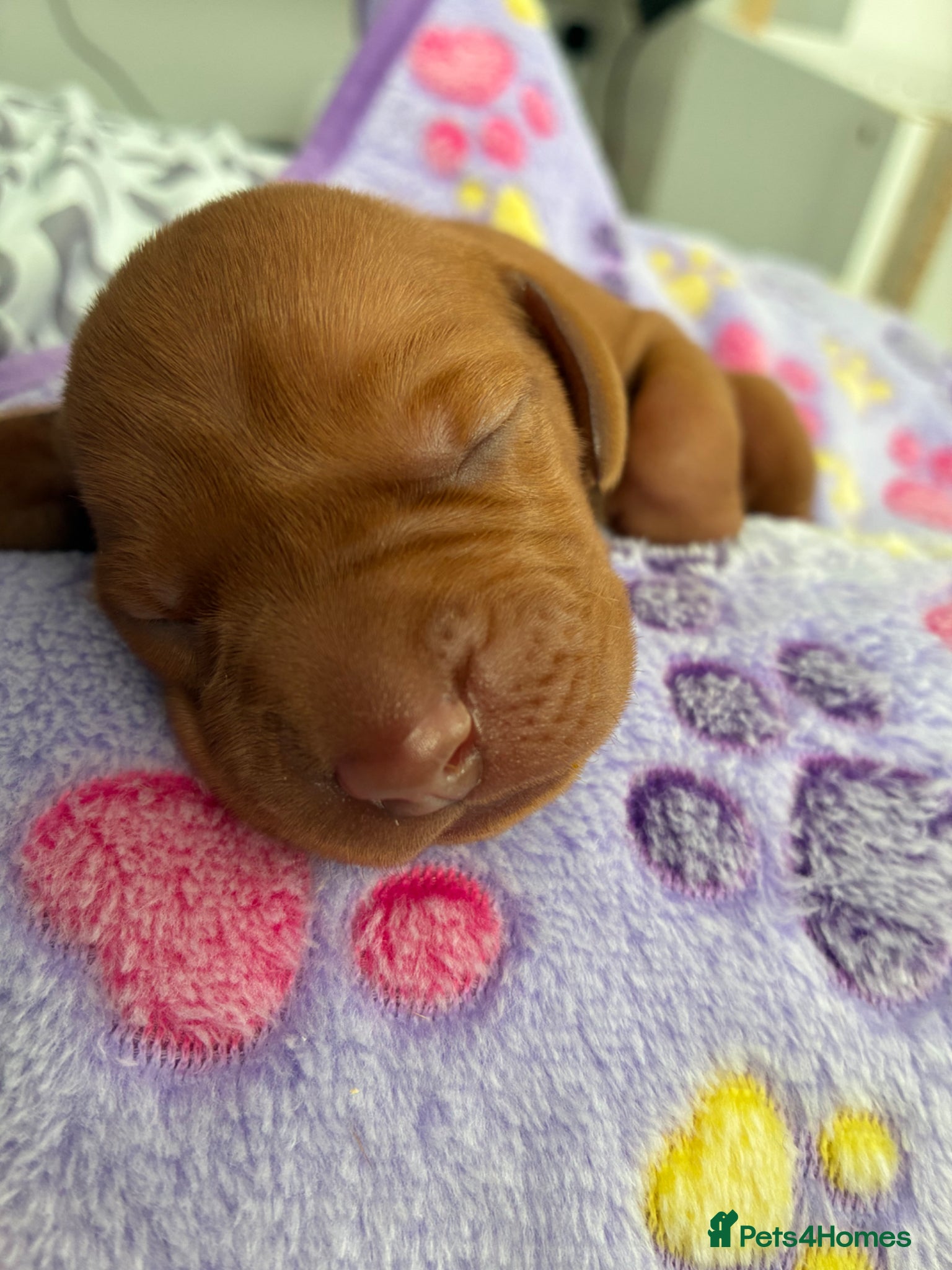 Hungarian Vizsla dogs Hungarian Vizsla Puppies - Advert 14