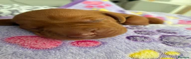 Hungarian Vizsla Puppy 2