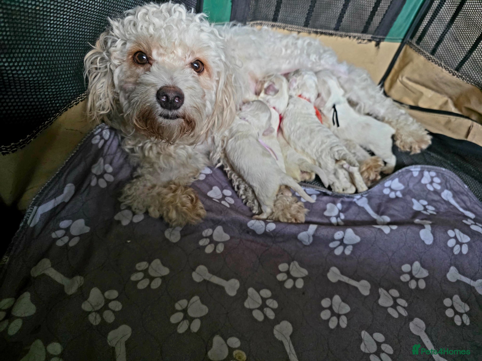 Mixed Breed dogs Cockerchon pups for sale - Advert 1