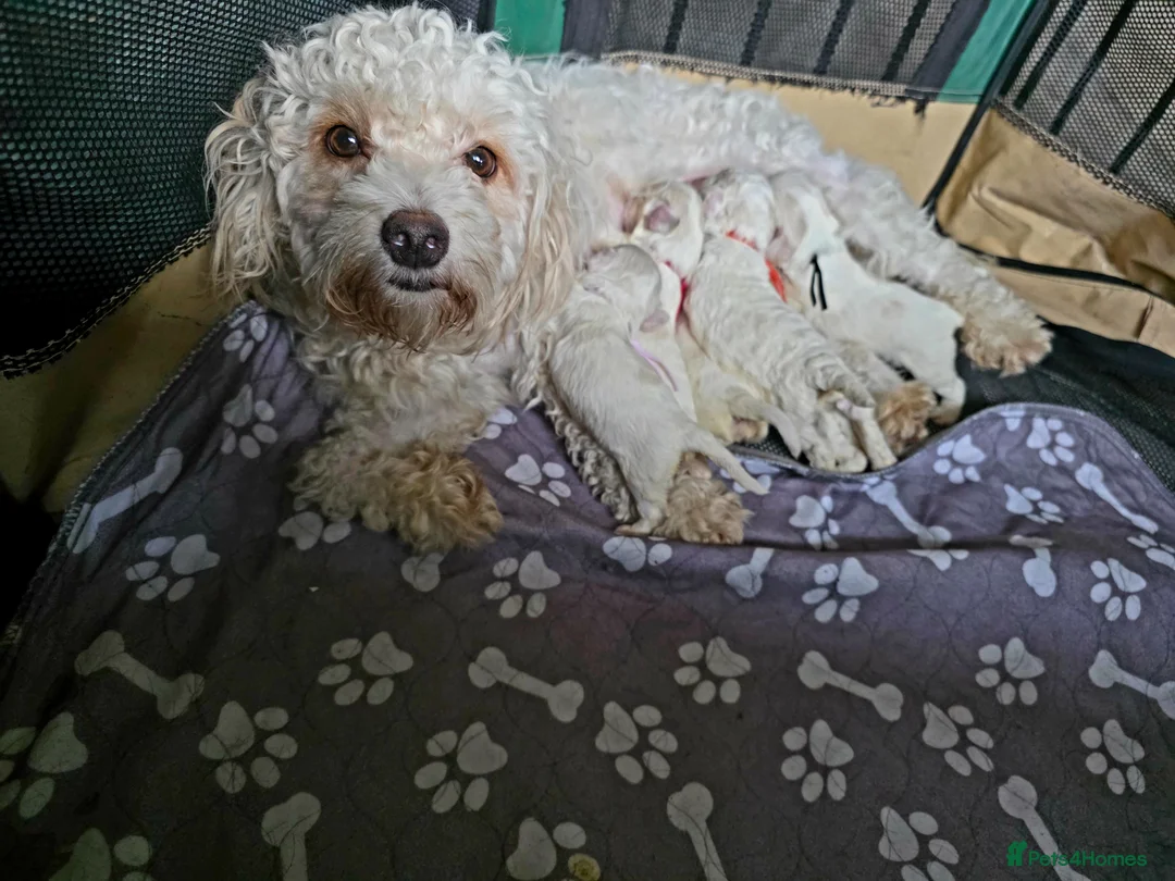 Mixed Breed dogs for sale: Cockerchon pups for sale in Feltham - Advert 1