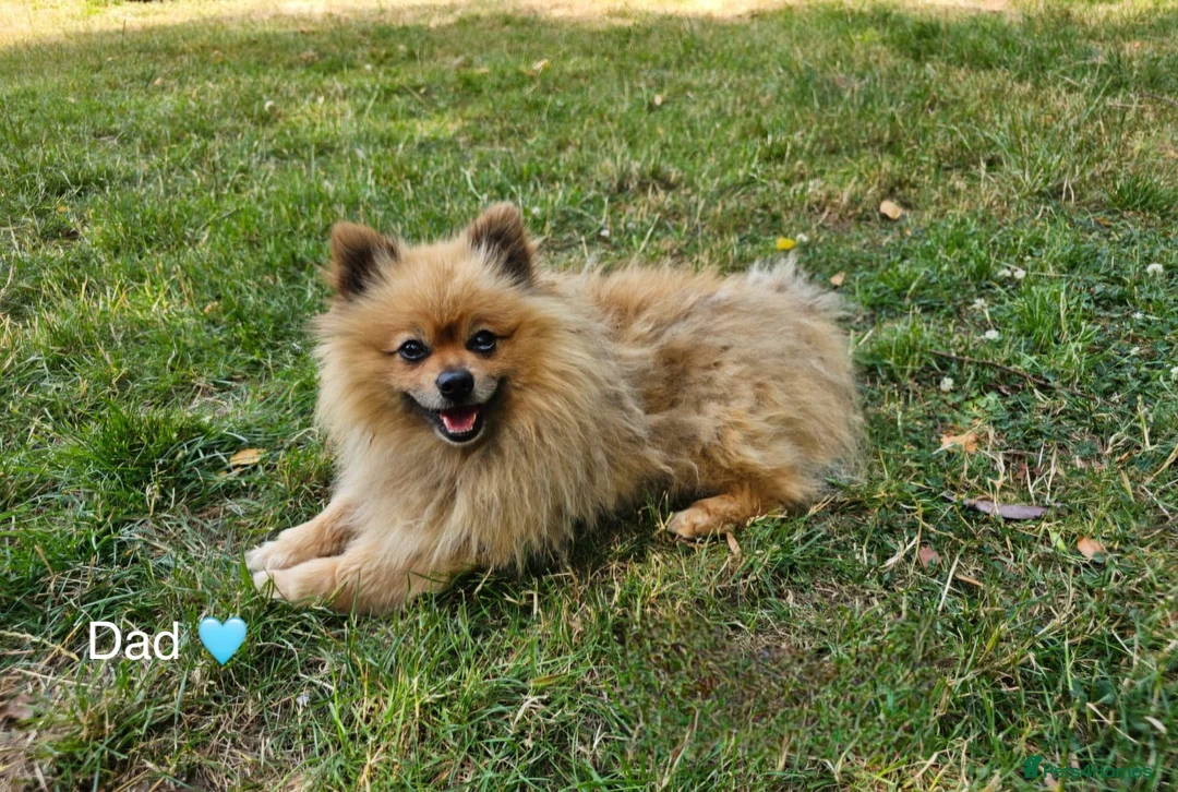 Pomeranian dogs for sale: Stunning Pomeranian Puppy’s 🫶🏽 - Advert 2