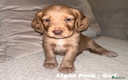 Cocker Spaniel dogs for sale: Beautiful Working Cocker Spaniels WF9 1ET  - Advert 1