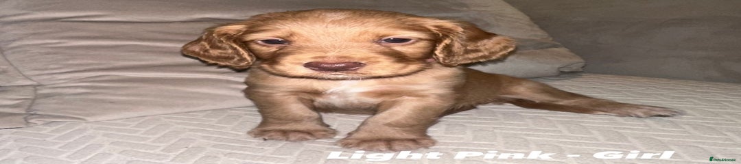 Cocker Spaniel puppy -Light Pink 