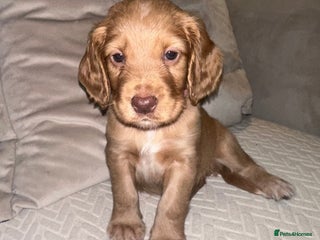 Cocker Spaniel dogs Beautiful Working Cocker Spaniels WF9 1ET - Advert 3