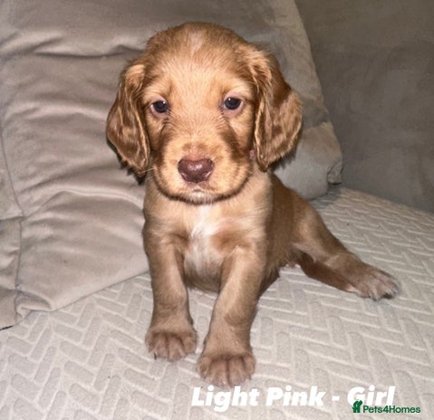 Cocker Spaniel dogs Beautiful Working Cocker Spaniels WF9 1ET - Advert 3