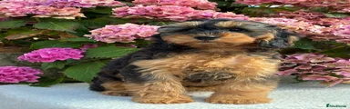 Cockapoo 3