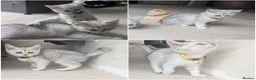 Scottish Fold cats for sale: Scottish fold/straight  - Advert 8