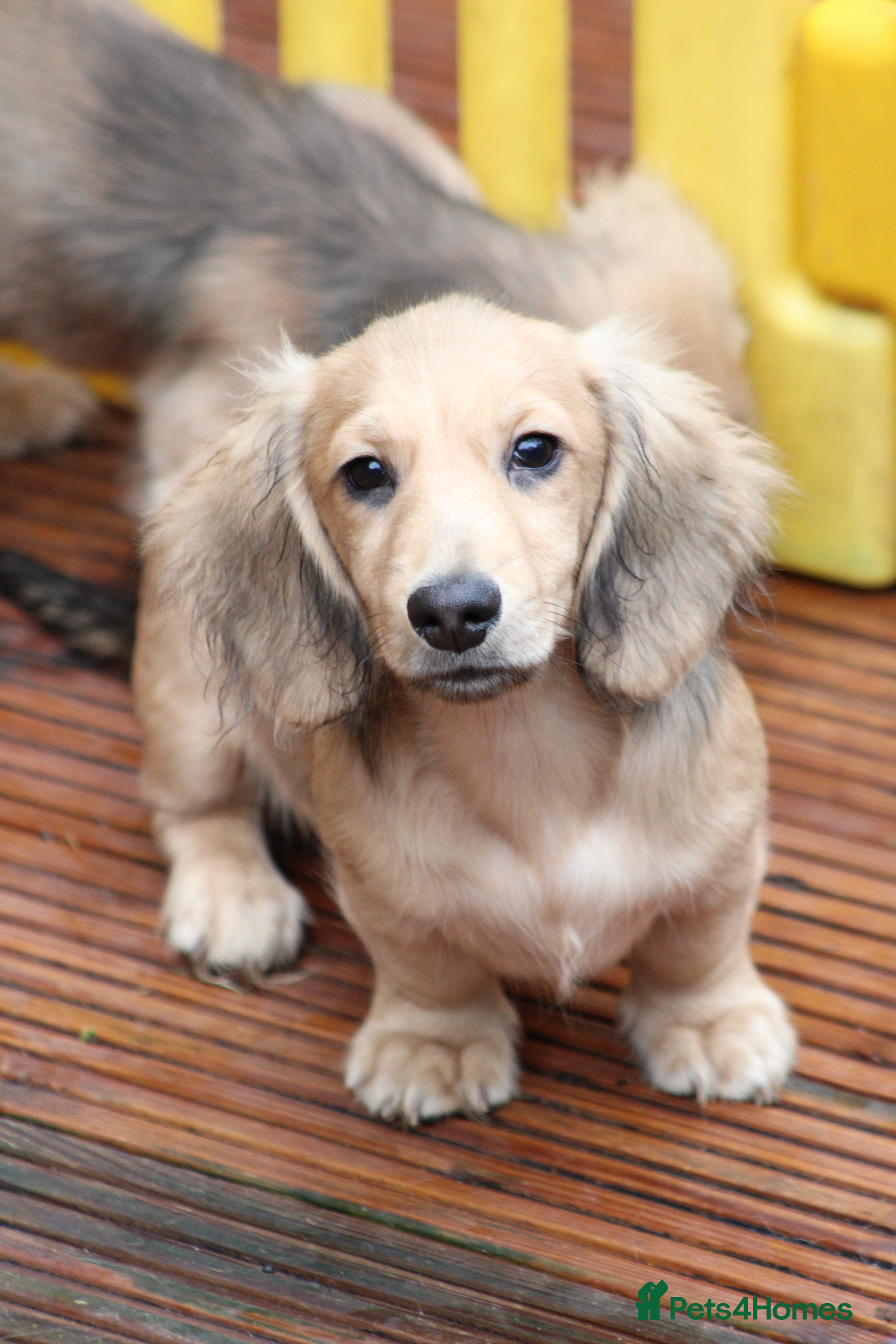 Miniature Dachshund dogs Cream  Long Hair  - Advert 5
