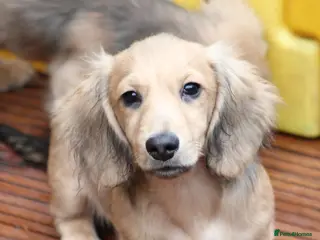 Miniature Dachshund dogs Cream Long Hair - Advert 5