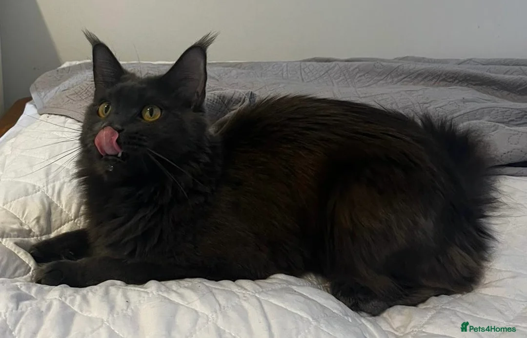 Maine Coon cats for sale: Male Maine Coon black high silver tabby boy XXL - Advert 2