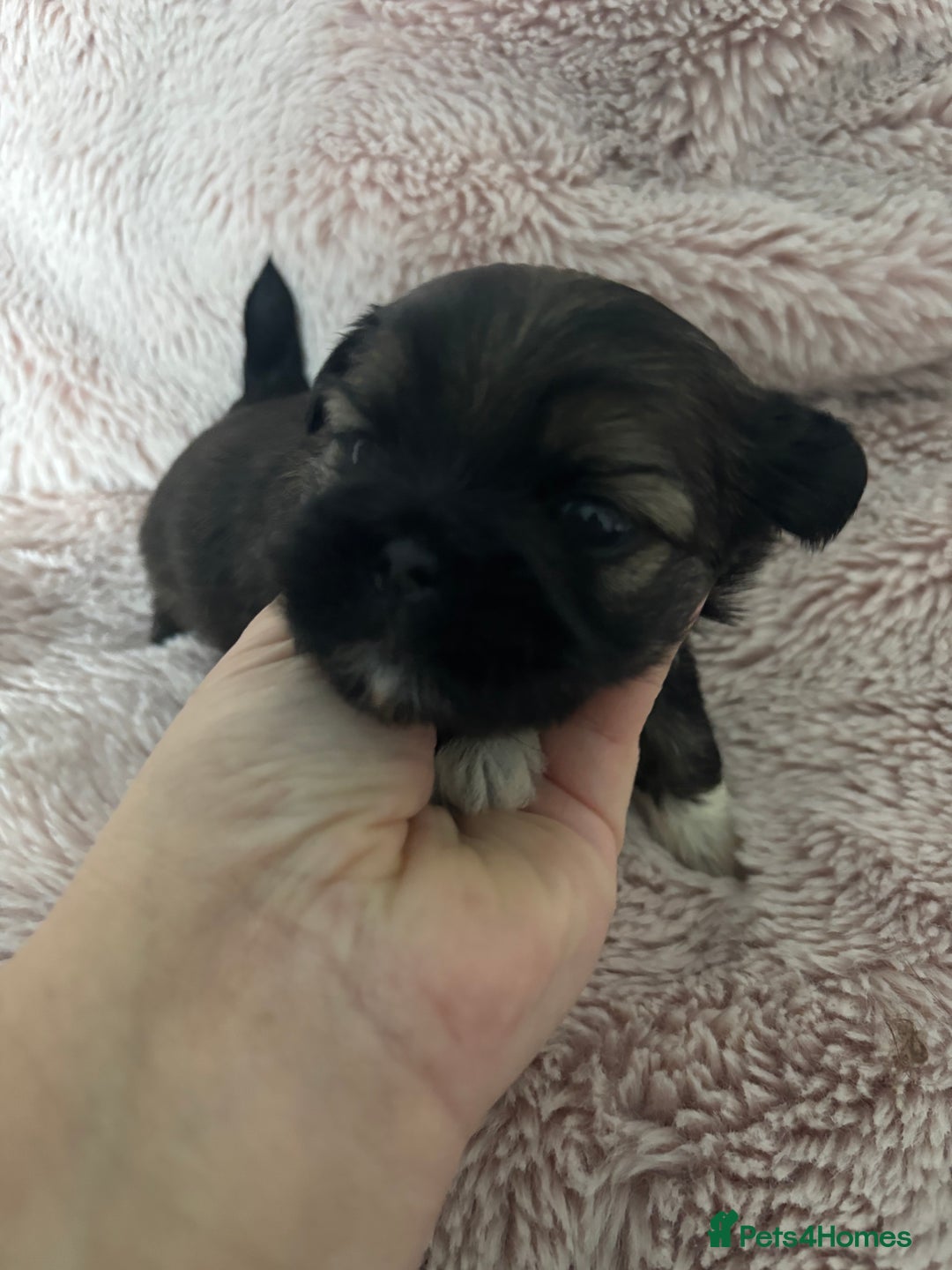 Shih Tzu dogs for sale: Imperial Shih Tzu male - Advert 10