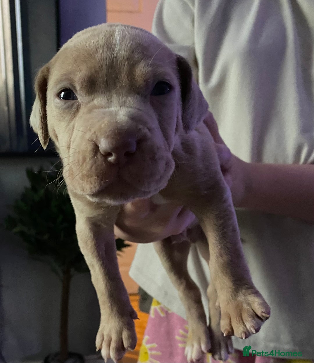 Mixed Breed dogs for sale: Cane corso x  - Image 24