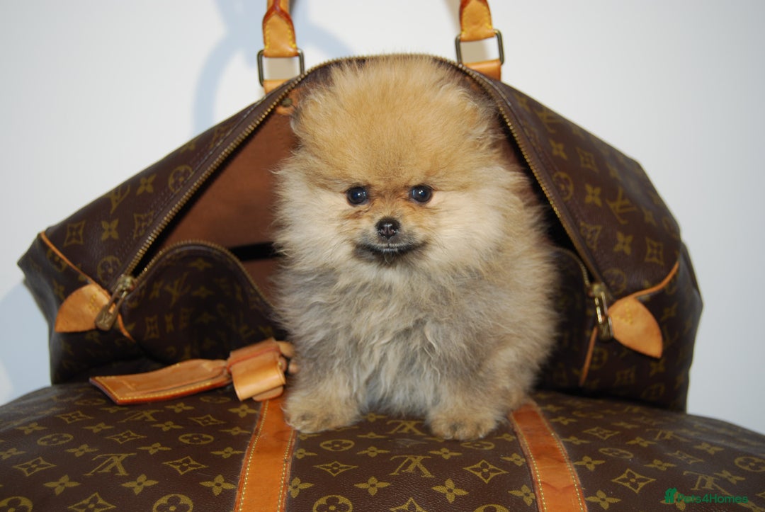 Pomeranian dogs for sale: UK's Best Toy Pomeranian Puppies  - Image 9