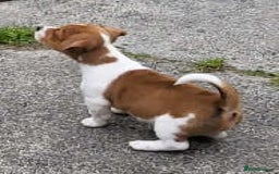 Jack Russell dogs for sale: Merle, red, black and tan JRT puppies in Carmarthen - Image 4