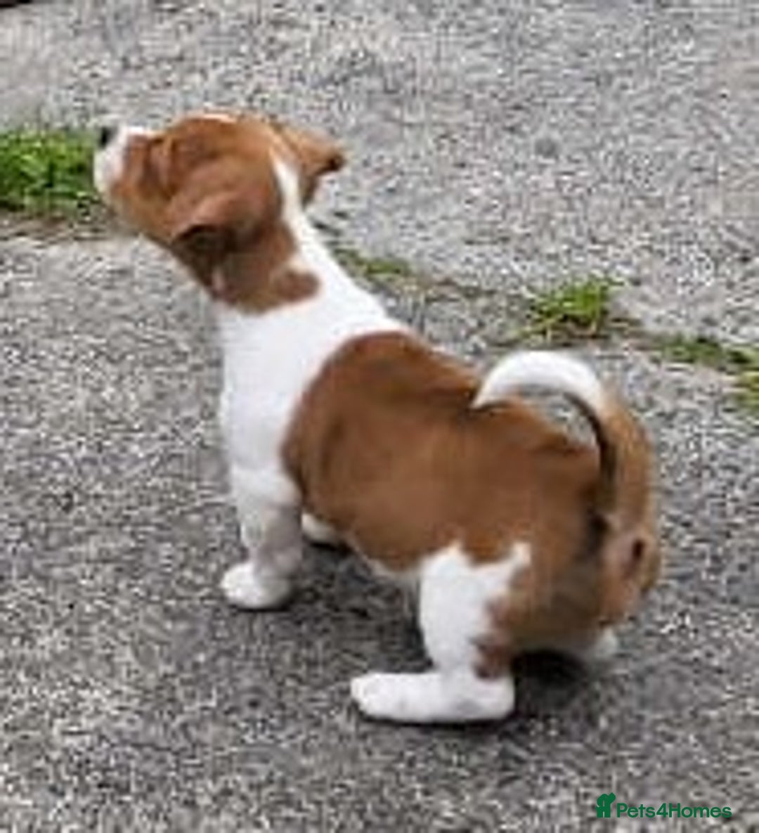 Jack Russell dogs for sale: Merle, red, black and tan JRT puppies in Carmarthen - Image 4