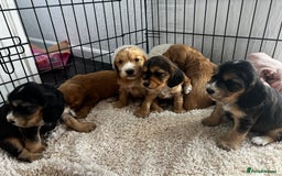 Cocker Spaniel dogs for sale: 🐾 Adorable Cocker Spaniel Puppies for Sale! 🐾  - Image 19