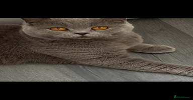 British Shorthair cats - Advert 4