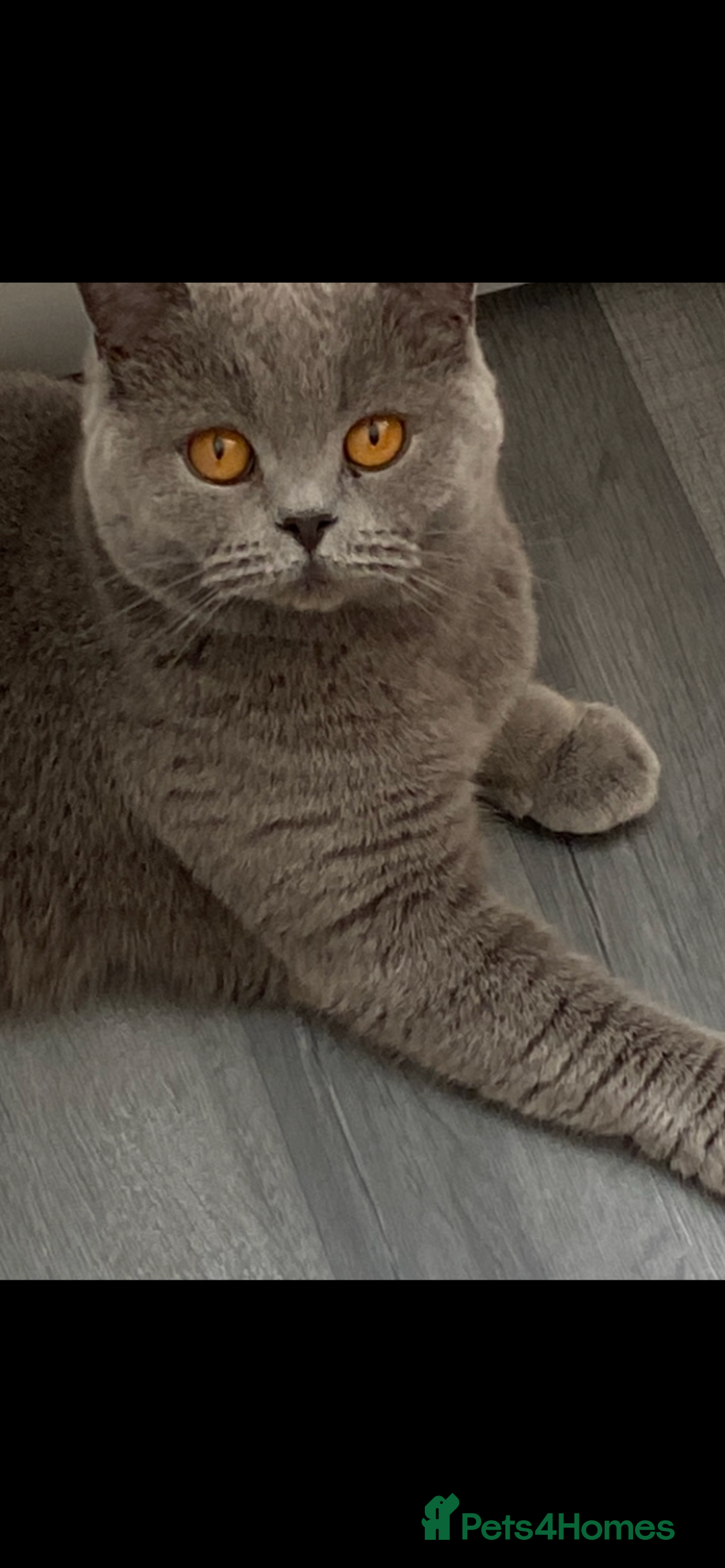 British Shorthair cats for sale: ADULT REHOME READY NOW‼️‼️ - Image 3