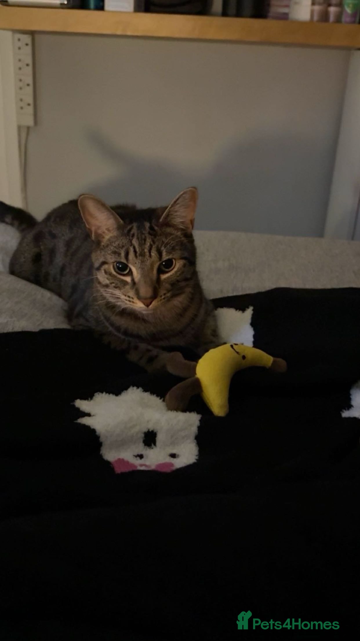 Mixed Breed cats Jinx! - Advert 1